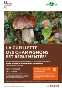 Read more about the article Cueillette des champignons en forêt domaniale